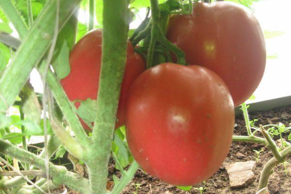 Un buisson avec des tomates