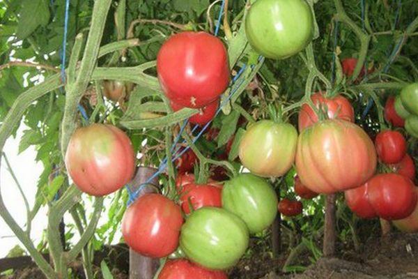 Tomates Kievlyanka