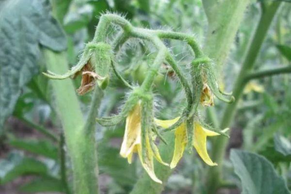 ดอกมะเขือเทศ