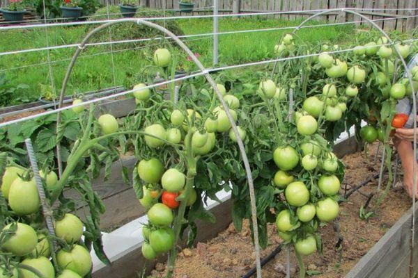 การปลูกมะเขือเทศ