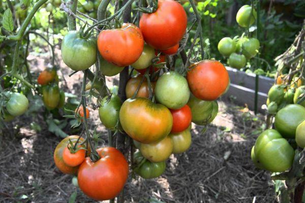 ต้นมะเขือเทศ