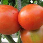 มะเขือเทศไซเปรส