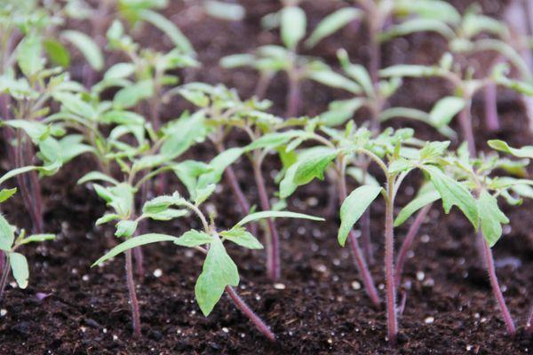 Conteneur avec semis