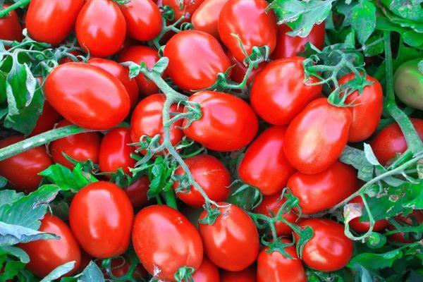 Tomates à fruits longs