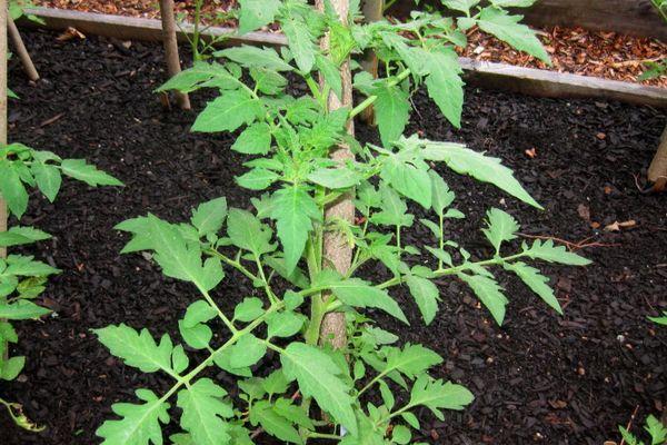 มะเขือเทศมัดไว้