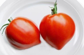 มะเขือเทศรูปหัวใจ