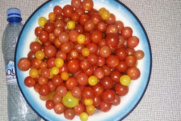Fruits de tomate