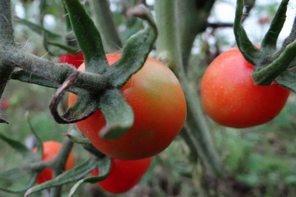Petites tomates