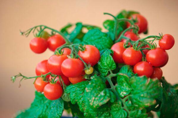 tomates ornementales