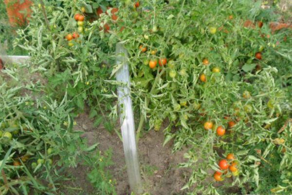Cultiver des tomates