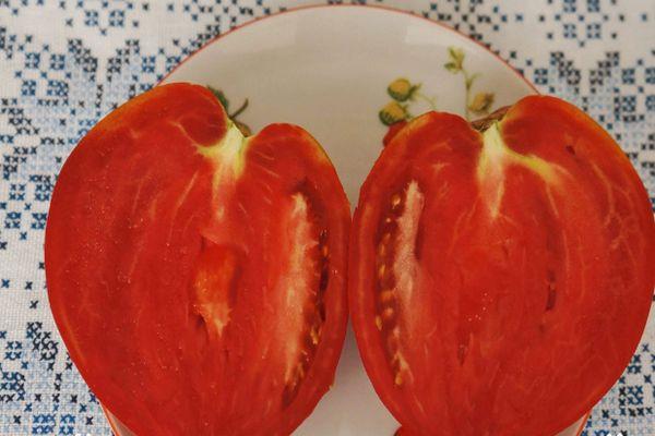 pulpe de tomate