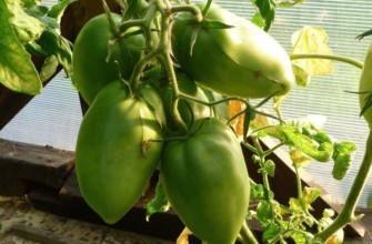 มะเขือเทศสีเขียว