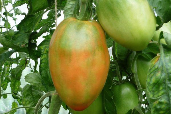 Branche avec stomates