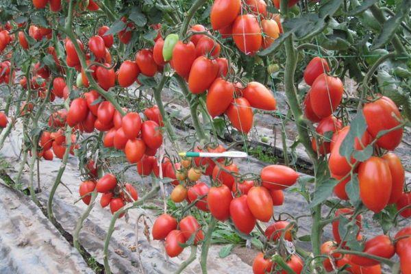 มะเขือเทศฮัมมิ่งเบิร์ด