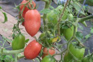 Description de la tomate aromatique Bells of Russia et recommandations pour la culture de la variété