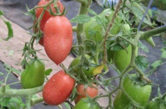 พุ่มไม้ที่มีมะเขือเทศ