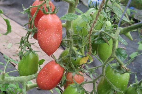 Un buisson avec des tomates