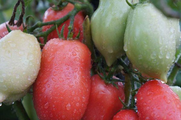 Tomates sur une vigne