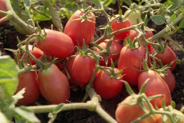 Cultiver des tomates