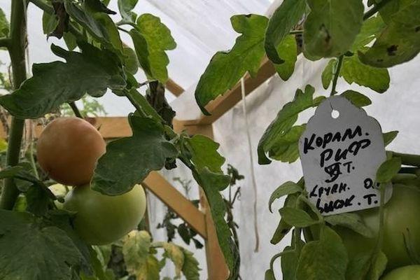 Cultiver des tomates