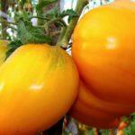 มะเขือเทศสีเหลือง