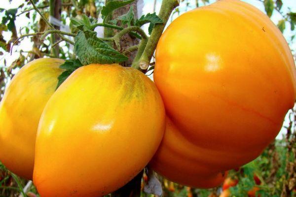 มะเขือเทศสีเหลือง