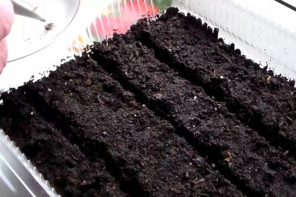 ดินสำหรับเพาะเมล็ด