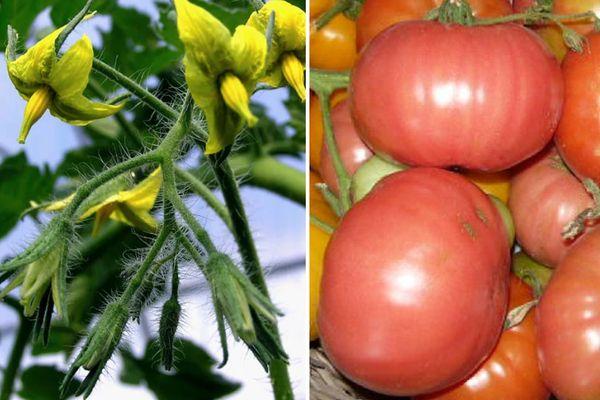 การออกดอกและติดผล