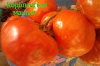 ผลมะเขือเทศ