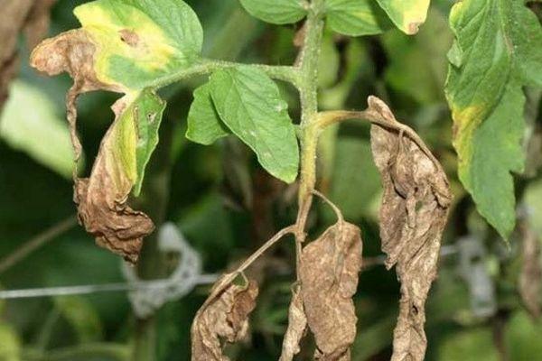 โรคของมะเขือเทศ