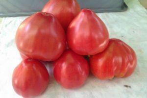 การปลูกมะเขือเทศโคโซโวและการป้องกันโรคมะเขือเทศ