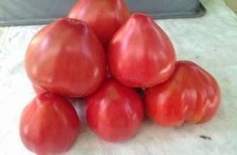 มะเขือเทศโคโซโว