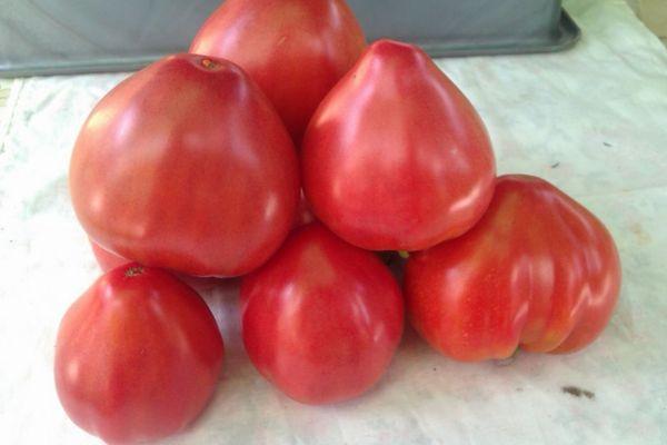 มะเขือเทศโคโซโว