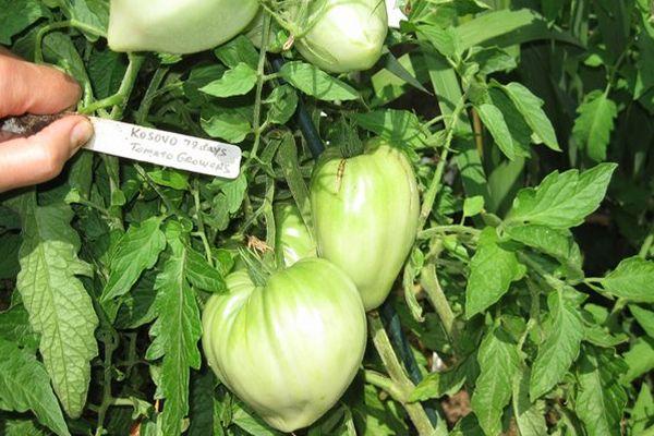 การปลูกมะเขือเทศ