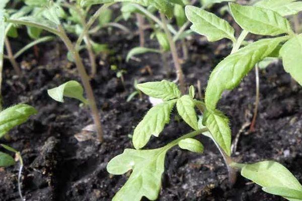 plants de tomates