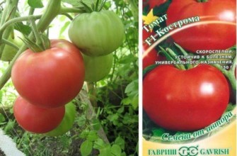 มะเขือเทศโคสโตรมา