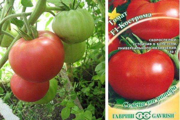 Tomates Kostroma