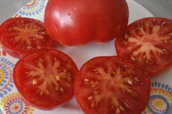 pulpe de tomate