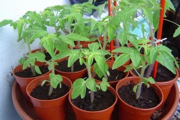 Pots avec des pousses