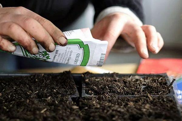 การหว่านเมล็ดพันธุ์