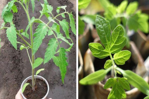 ต้นกล้าสำหรับปลูก