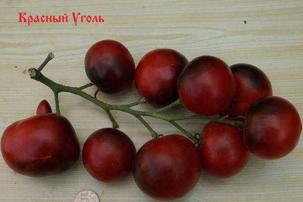 Une brosse de tomates