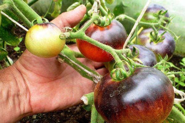 Cultiver des tomates