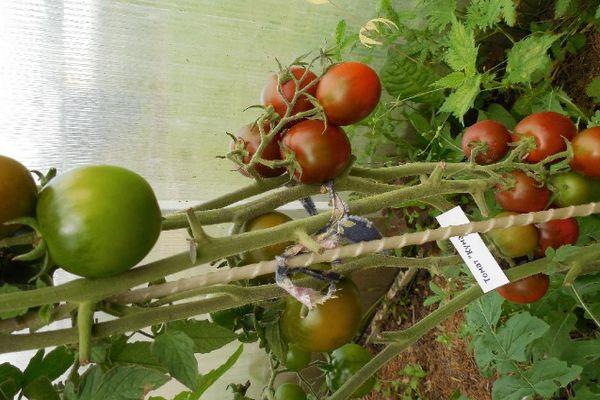 Tomates en serre