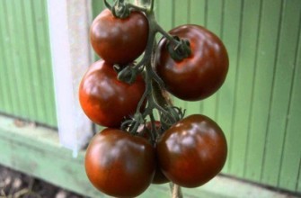 แปรงมะเขือเทศ