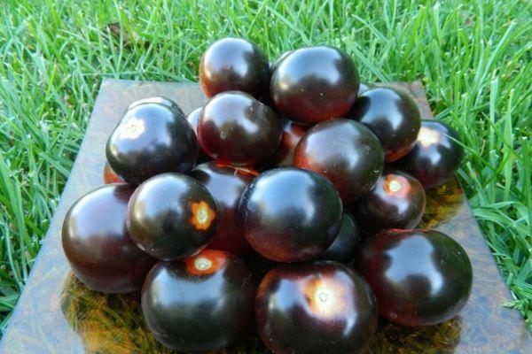 มะเขือเทศสีดำ