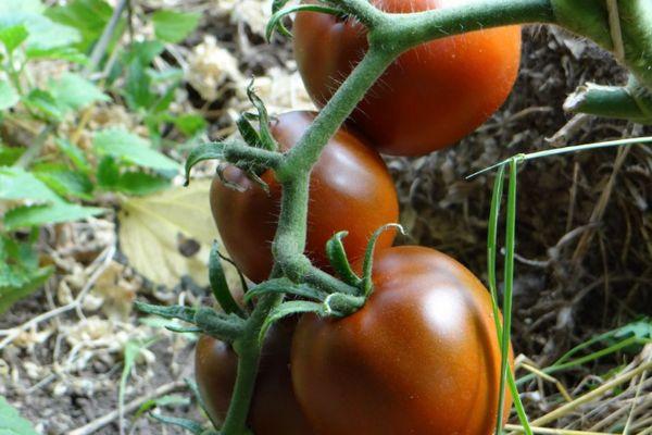 มะเขือเทศลาคอมก้า