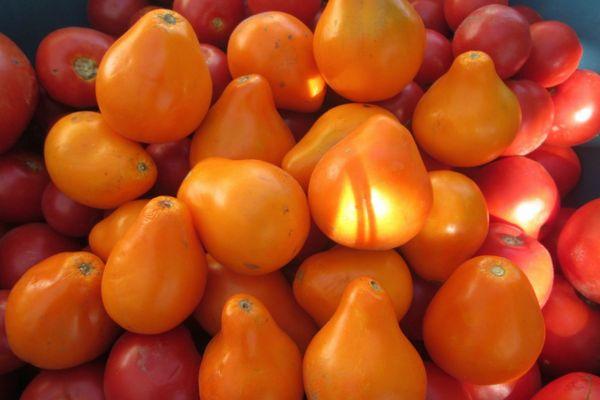Description de la tomate de forme inhabituelle « Lampochka » et caractéristiques de croissance de la variété