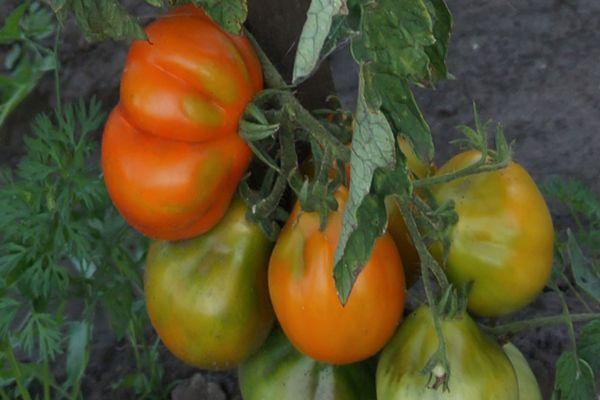 Description de la tomate de forme inhabituelle « Lampochka » et caractéristiques de croissance de la variété
