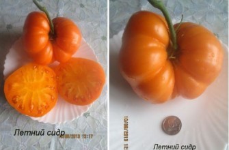 มะเขือเทศสีเหลือง